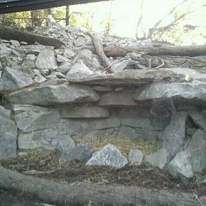 Lords of the Arctic-Arctic Fox exhibit