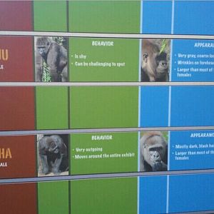 Gorilla World-New Gorilla Identification signs