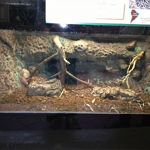 Reptile House-Caatinga Lancehead exhibit