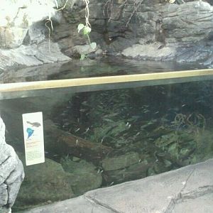 Wings of the World-South America-Mata Mata exhibit