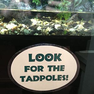 Reptile House-Amazon Milk Frog Tadpole Sign