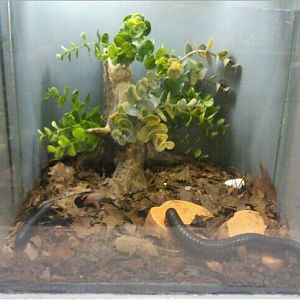 World of the Insect-What is an Insect?-Giant African Millipede exhibit