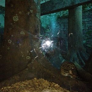Night Hunters-Southern Brazilian Ocelot exhibit