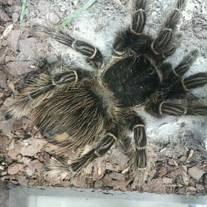 World of the Insect-Insect Lifestyles-Brazilian Salmon-pink Tarantula
