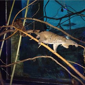 Night Hunters-Potto on the move
