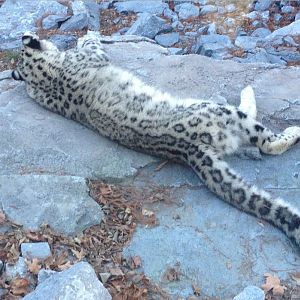 Cat Canyon-Snow Leopard-Renji