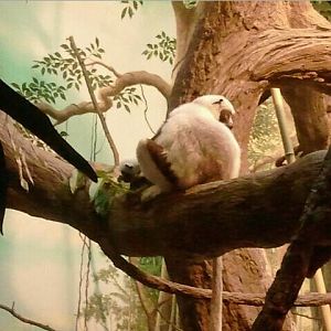Jungle Trails-Tropical African Animals-Coquerel's Sifakas-Wilhelmina with B