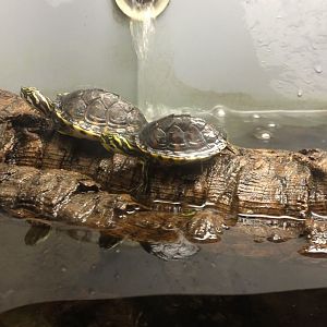 Manatee Springs-Florida Biodiversity-Young Yellow-bellied Sliders