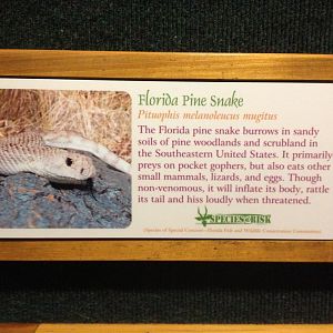 Manatee Springs-Florida Biodiversity-Florida Pine Snake sign