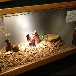 Manatee Springs-Florida Biodiversity-Florida Pine Snake exhibit