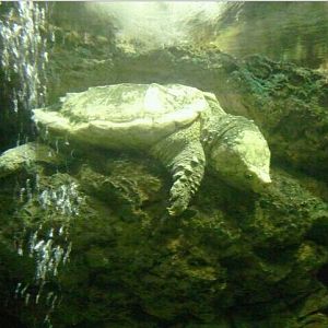 Manatee Springs-Alligator Snapping Turtle