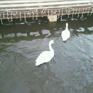 Swan Lake-Trumpeter Swans