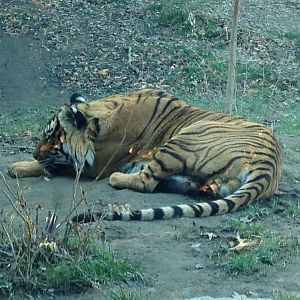 Cat Canyon-Malayan Tiger