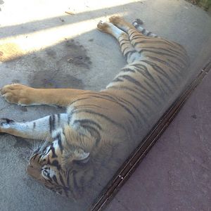 Cat Canyon-Malayan Tiger