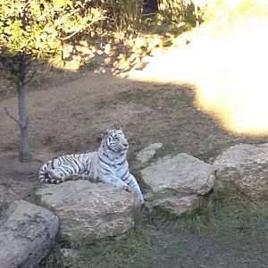 Cat Canyon-White Tiger