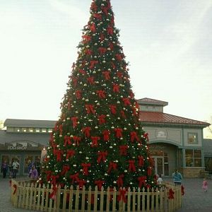 Historic Vine Street Village-International Tree