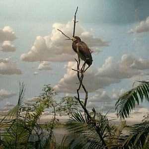 Wings of the World-Wetlands-Tri-colored Heron