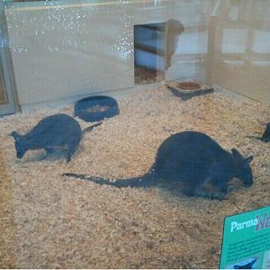 Children's Zoo-Nursery-Bennett's and Parma Wallaby exhibit