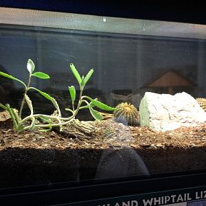 Reptile House-Desert Grassland Whiptail Lizard exhibit