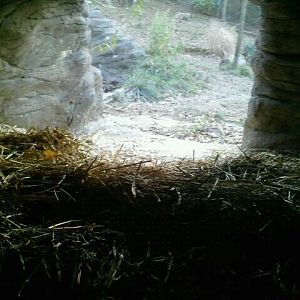 Wolf Woods-Wolf Research Station-Mexican Wolf den