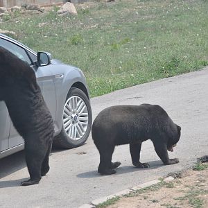 Malayan sun bear/ Helarctos malayanus
