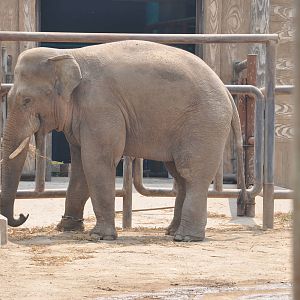 Asiatic elephant/ Elephas maximus