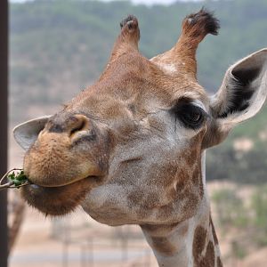 Transvaal giraffe/ Giraffa camelopardalis giraffa