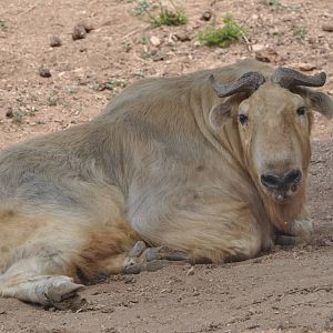 Golden takin/ Budorcas taxicolor bedfordi