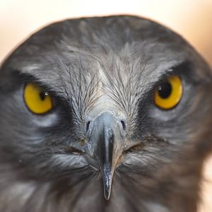 Short-toed eagle/ Circaetus gallicus