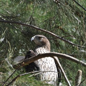Bonelli`s hawk eagle/ Hieraaetus fasciatus fasciatus
