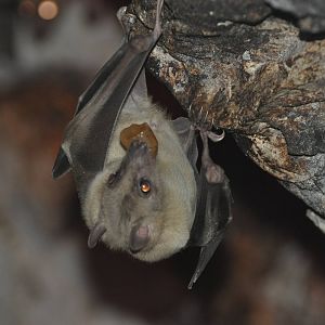 Egyptian fruit bat/ Rousettus aegyptiacus