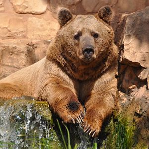 Syrian brown bear/ Ursus arctos syriacus