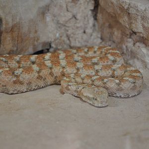 Carpet viper/ Echis coloratus