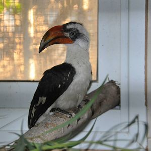 Von der Decken`s hornbill / Tockus deckeni