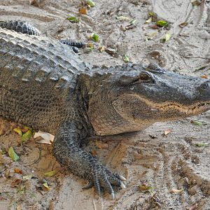 American alligator/ Alligator mississippiensis