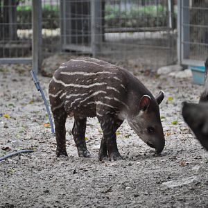 South American tapir/ Tapirus terrestris