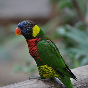 Rainbow lorikeet/ Trichoglossus haematodus haematodus