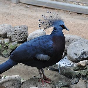 Victoria crowned pigeon/ Goura victoria