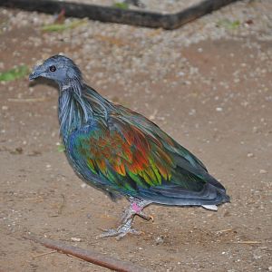 Nicobar pigeon/ Caloenas nicobarica