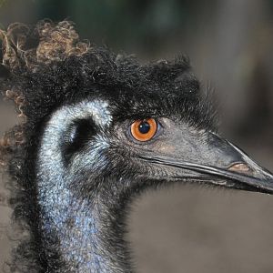 Emu/ Dromaius novaehollandiae