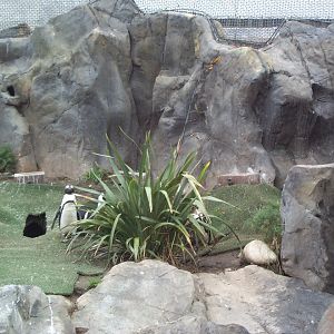 nest site penguin coasts July2000