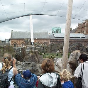 view of penguins July2000