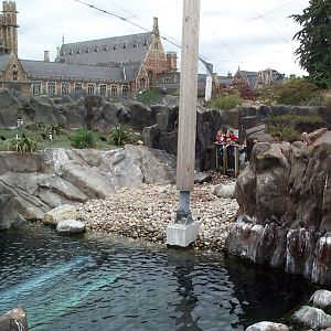 penguins coasts beach  july 2000