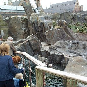 return view of penguins