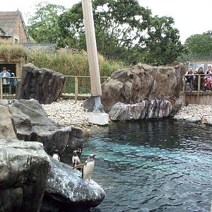 penguin beach area July 2000