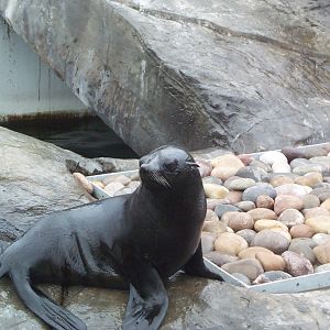 S.American Fur sea lion pup