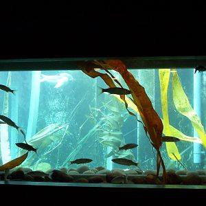 July 200 sea lion coast.