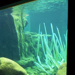 under water sea lion coast.