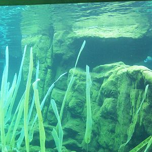 another underwater view