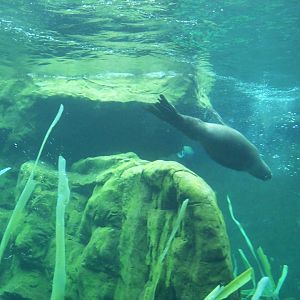 fur seal in sea lion coasts
